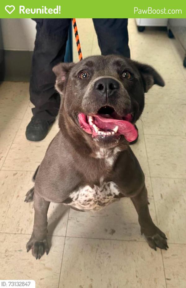 Reunited Female Dog last seen Ivy and Flandrau, Saint Paul, MN 55106
