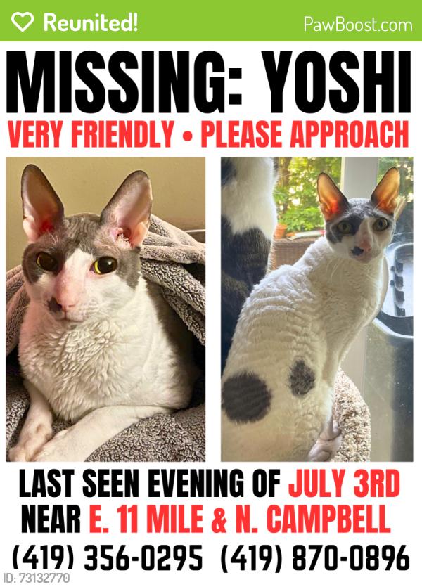 Reunited Male Cat last seen E. 11 mile and N. Campbell, Royal Oak, MI 48067