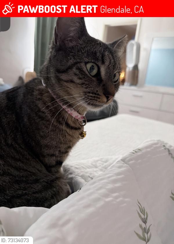 Lost Female Cat last seen Glendale, CA 91206, Glendale, CA 91206