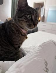 Lost Female Cat last seen Glendale, CA 91206, Glendale, CA 91206