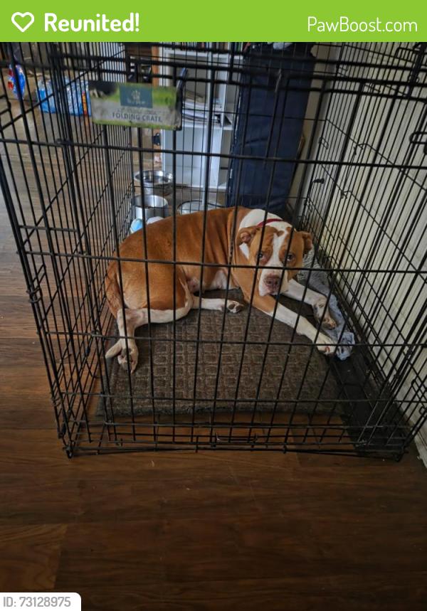 Reunited Female Dog last seen Alley Clay Rd, Roxboro, NC 27573