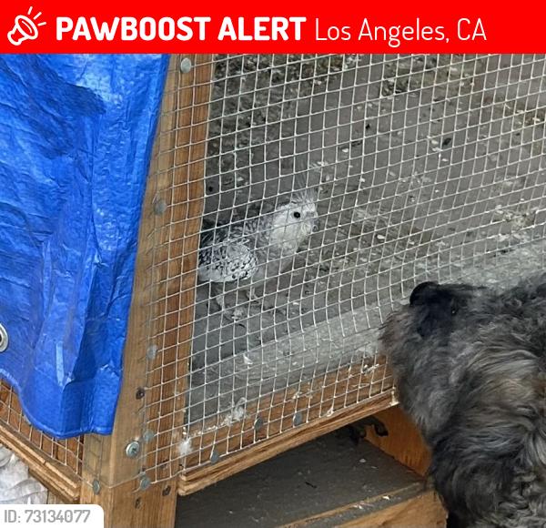 Lost Female Bird last seen Between San Pedro and Main st, Los Angeles, CA 90003