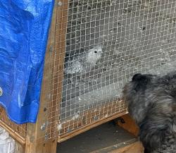 Lost Female Bird last seen Between San Pedro and Main st, Los Angeles, CA 90003