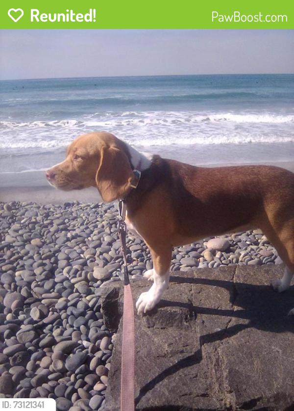 Reunited Female Dog last seen Division Street/Grant St, Oceanside, CA 92054