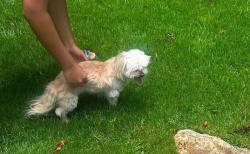 Lost Female Dog last seen Chenal Country Club - Bear Den, Little Rock, AR 72223