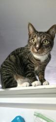 Reunited Male Cat last seen Crystal lake, Manchester, NH 03109