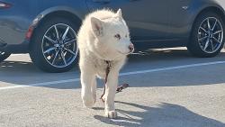 Lost Male Dog last seen Steiner and Golden Gate, San Francisco, CA 94115
