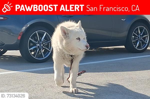 Lost Male Dog last seen Steiner and Golden Gate, San Francisco, CA 94115