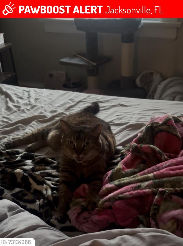 Lost Female Cat last seen Collage and Osceola, Jacksonville, FL 32204