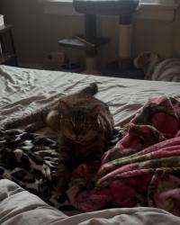 Lost Female Cat last seen Collage and Osceola, Jacksonville, FL 32204