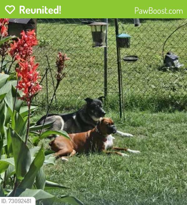 Reunited Female Dog last seen Maggie is boxer that went missing night of July 4th, Denison, TX 75021