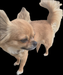 Reunited Female Dog last seen Williams St and Yale St, Palo Alto, CA 94306