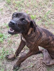 Found/Stray Female Dog last seen Corry rd, Memphis, TN 38106