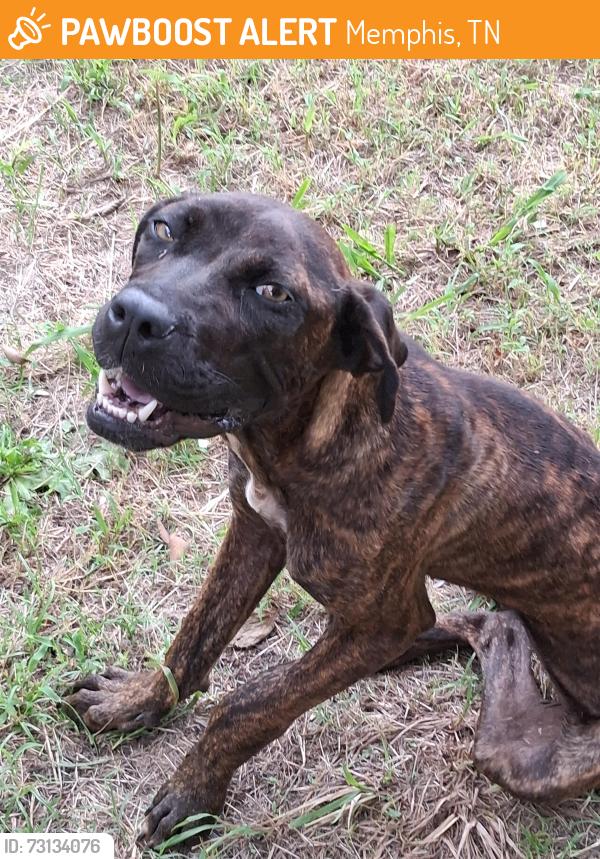 Found/Stray Female Dog last seen Corry rd, Memphis, TN 38106