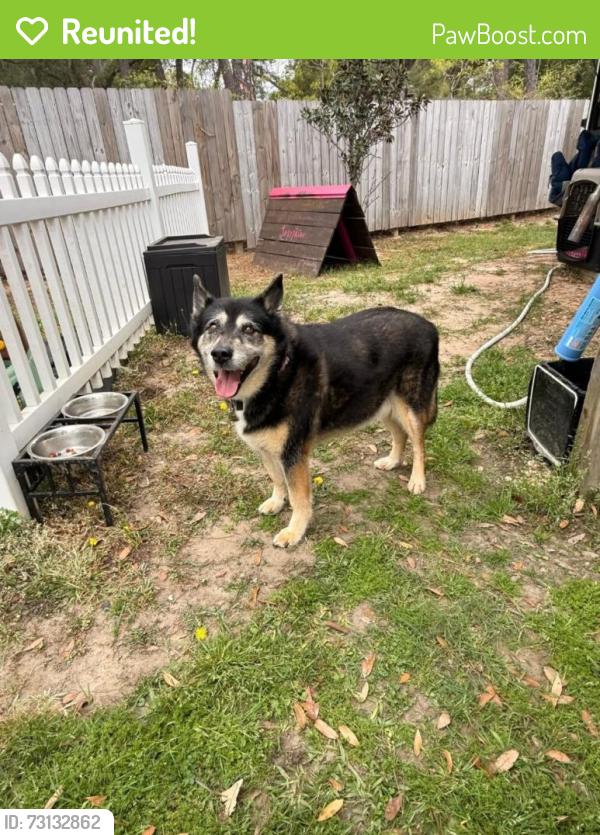 Reunited Female Dog last seen Pine Forest Rd near hmstd Village, Pensacola, FL 32526
