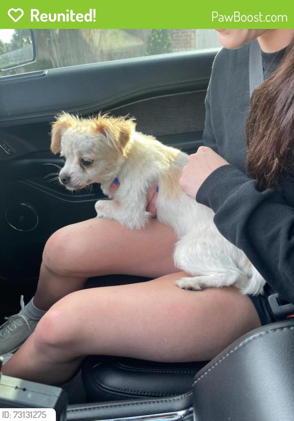Reunited Female Dog last seen Bridgestone neighborhood, Harris County, TX 77388