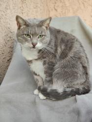 Lost Female Cat last seen Hermosa ave , lomita dr, Rancho Cucamonga, CA 91701