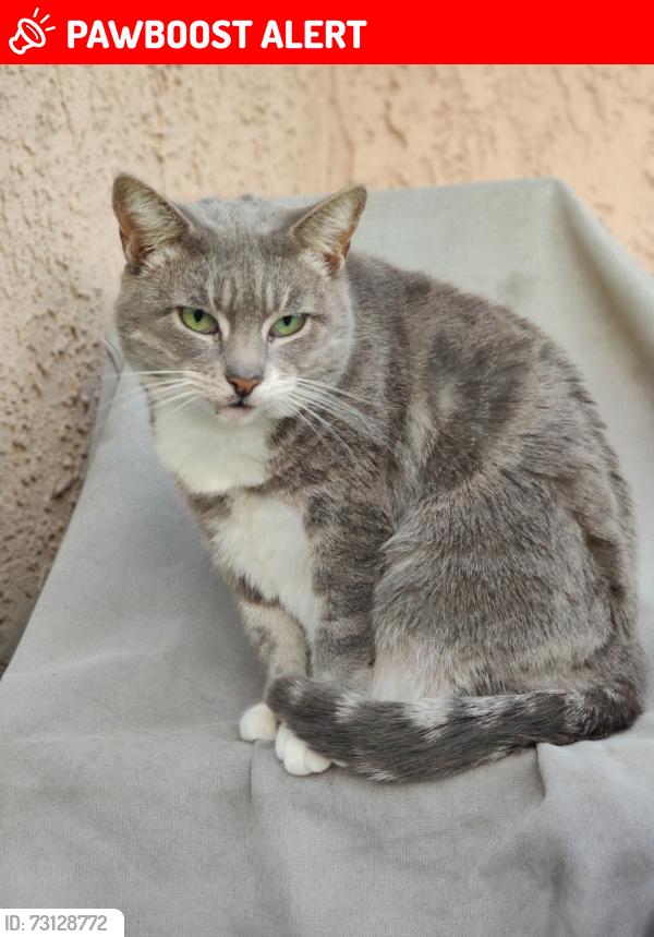 Lost Female Cat last seen Hermosa ave , lomita dr, Rancho Cucamonga, CA 91701