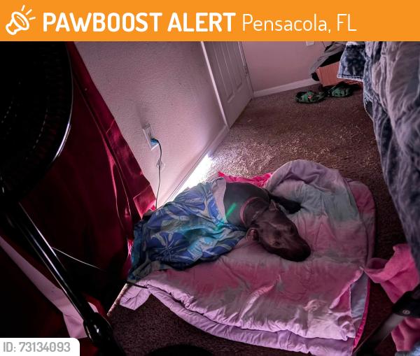 Found/Stray Female Dog last seen N Loop Rd, Pensacola, FL 32507