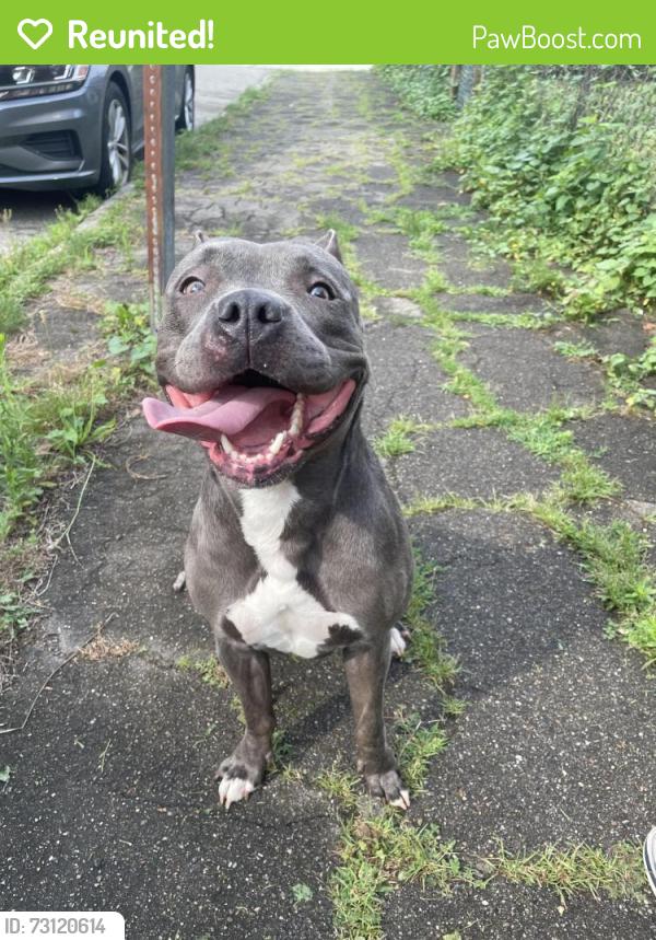 Reunited Female Dog last seen Near the zoo, Pittsburgh, PA 15206