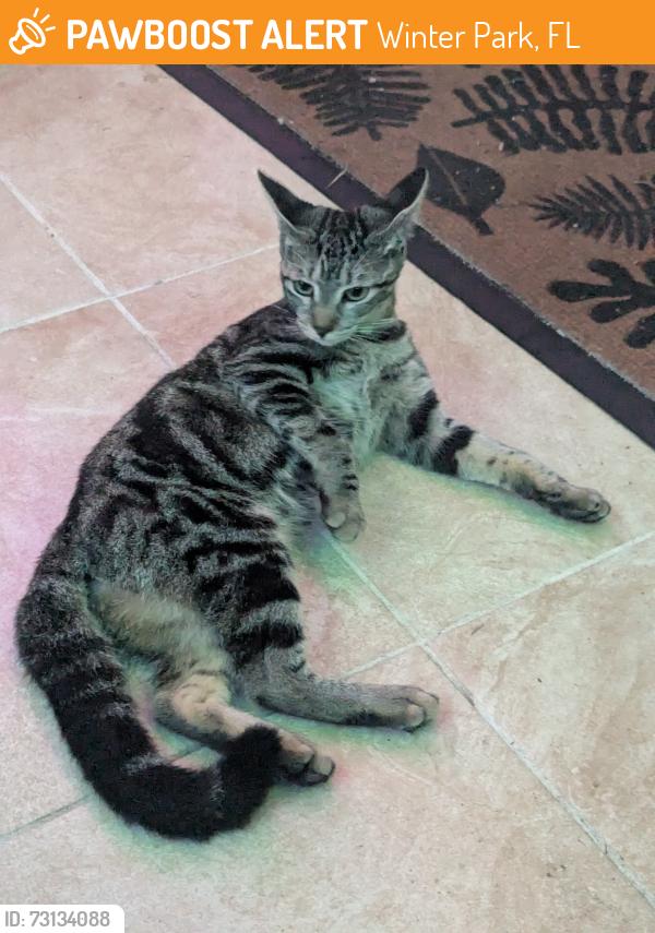 Found/Stray Unknown Cat last seen Woodcrest Dr and Lakemont Ave, Winter Park, FL 32792