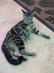 Found/Stray Unknown Cat last seen Woodcrest Dr and Lakemont Ave, Winter Park, FL 32792