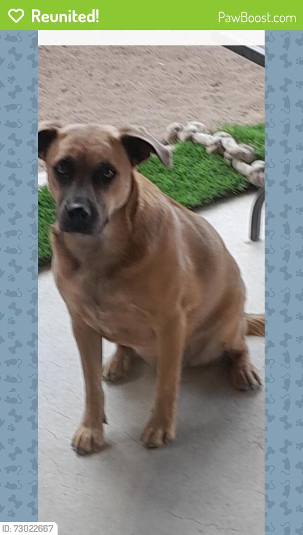 Reunited Female Dog last seen Emerald Heights area , close to Rojas , Garden Ridge ,Emerald Pass, Eastlake, El Paso County, TX 79928
