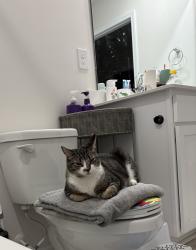 Lost Male Cat last seen 11th ST NE off of falling creek rd, Hickory, NC 28601