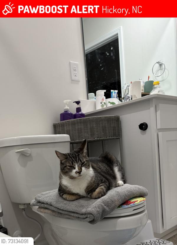 Lost Male Cat last seen 11th ST NE off of falling creek rd, Hickory, NC 28601