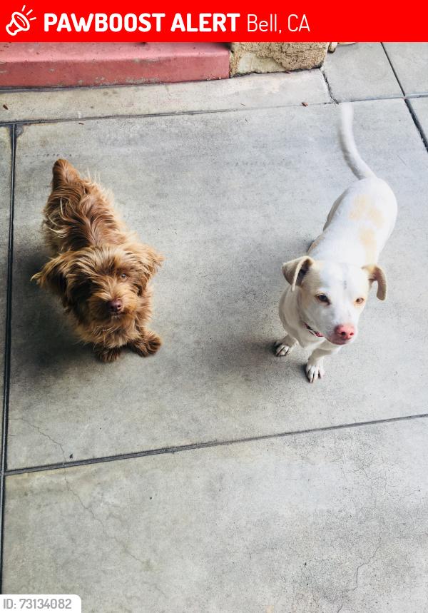 Lost Male Dog last seen Gage Ave near Jim’s burgers., Bell, CA 90201