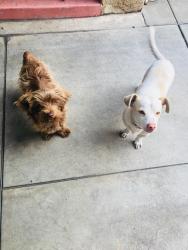 Lost Male Dog last seen Gage Ave near Jim’s burgers., Bell, CA 90201