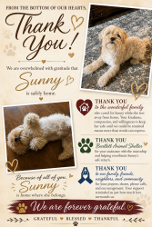 Reunited Female Dog last seen Foggy River Lane, Memphis, TN 38135