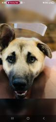 Reunited Female Dog last seen Othello Ave. And Enesco Ave., San Jose, CA 95122