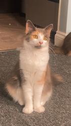 Lost Female Cat last seen Wessington lane, South Wingfield, England 
