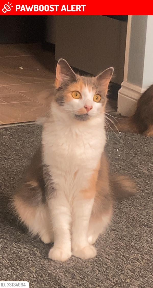 Lost Female Cat last seen Wessington lane, South Wingfield, England 