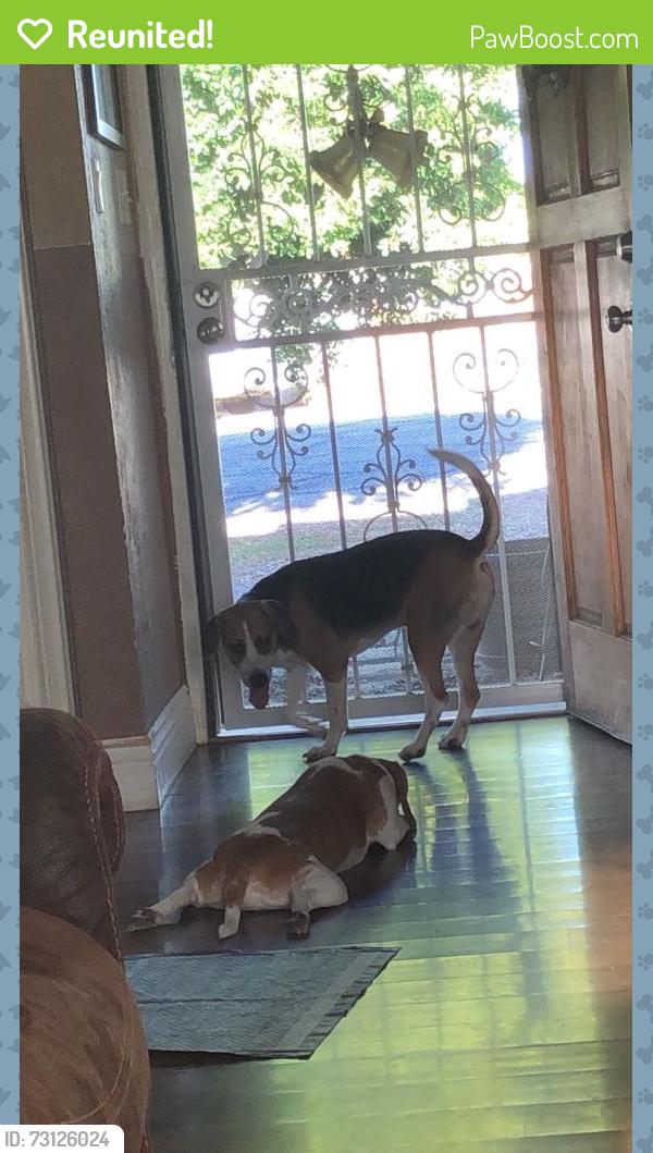 Reunited Male Dog last seen Glendale, 85301, Glendale, AZ 85304