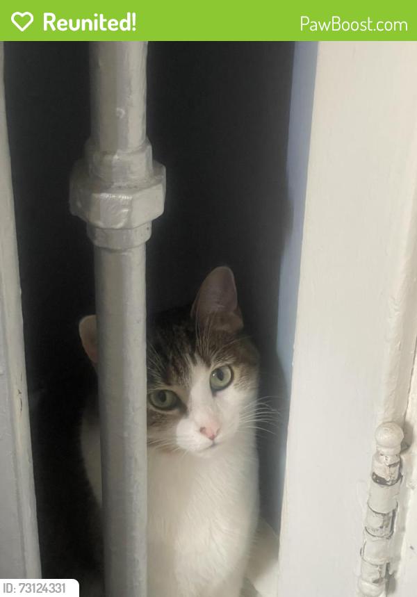 Reunited Female Cat last seen oak park ave, Oak Park, IL 60304