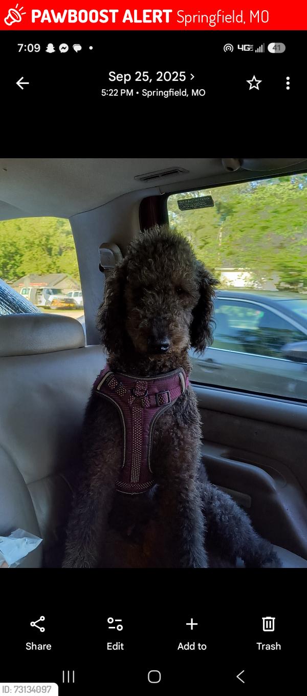 Lost Female Dog last seen Dale and johnston, Springfield, MO 65803