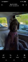 Lost Female Dog last seen Dale and johnston, Springfield, MO 65803