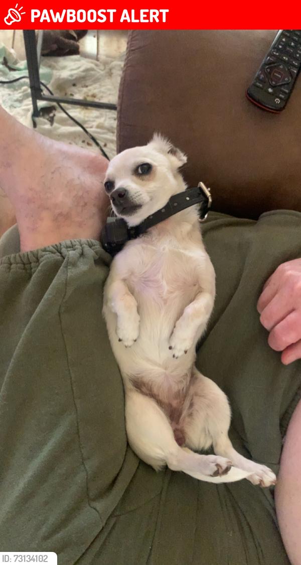 Lost Female Dog last seen Meadow park, White Settlement, TX 76108