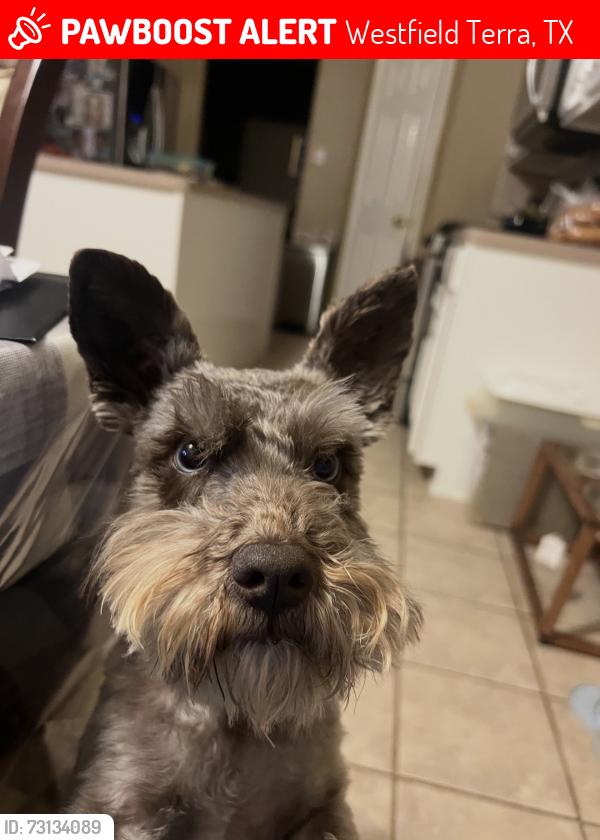 Lost Male Dog last seen Morton rd and Fry rd, Westfield Terra, TX 77449