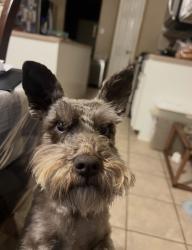 Lost Male Dog last seen Morton rd and Fry rd, Westfield Terra, TX 77449