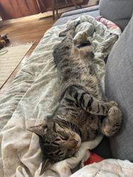 Reunited Male Cat last seen Pierce Street and Solano Ave, Albany, CA 94706