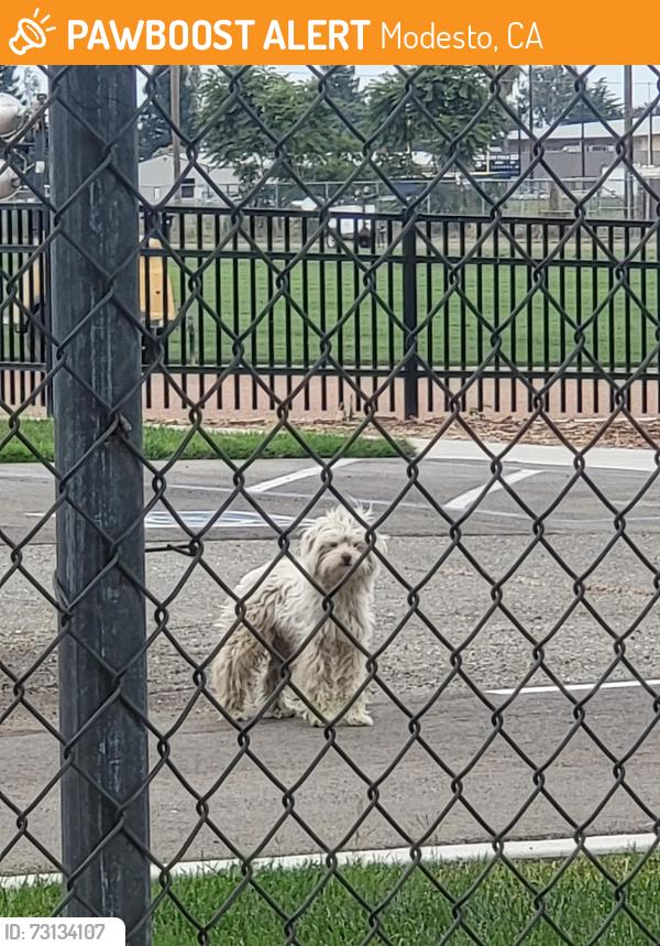 Found/Stray Unknown Dog last seen California Ave, Modesto, CA 95351