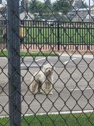 Found/Stray Unknown Dog last seen California Ave, Modesto, CA 95351