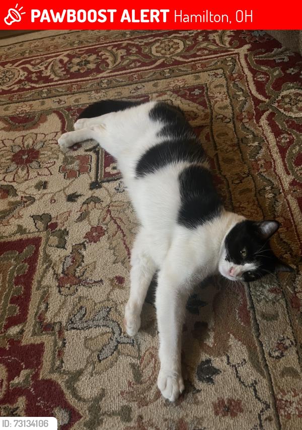 Lost Male Cat last seen Near Grant Lane Hamilton OH 45011 United States, Hamilton, OH 45011