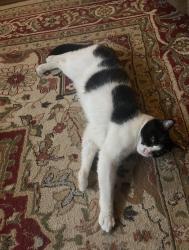 Lost Male Cat last seen Near Grant Lane Hamilton OH 45011 United States, Hamilton, OH 45011