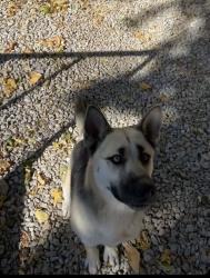Reunited Female Dog last seen 18th and Central, Kansas City, KS 66102