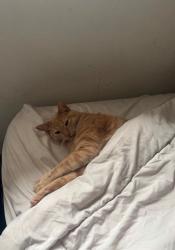 Lost Male Cat last seen Rancho humane society & in n out Encinitas, Encinitas, CA 92024
