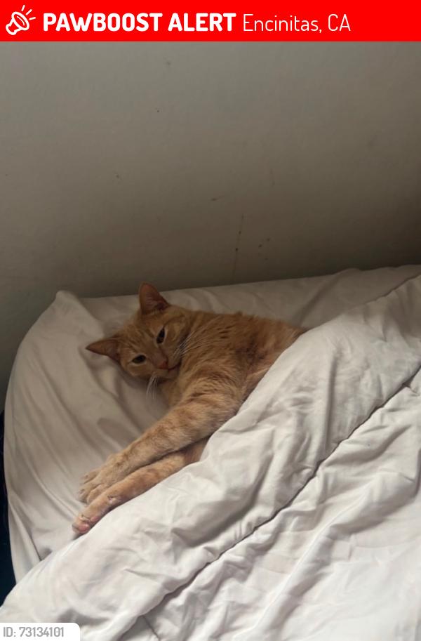 Lost Male Cat last seen Rancho humane society & in n out Encinitas, Encinitas, CA 92024